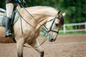 Marietta, GA Equestrian Stables